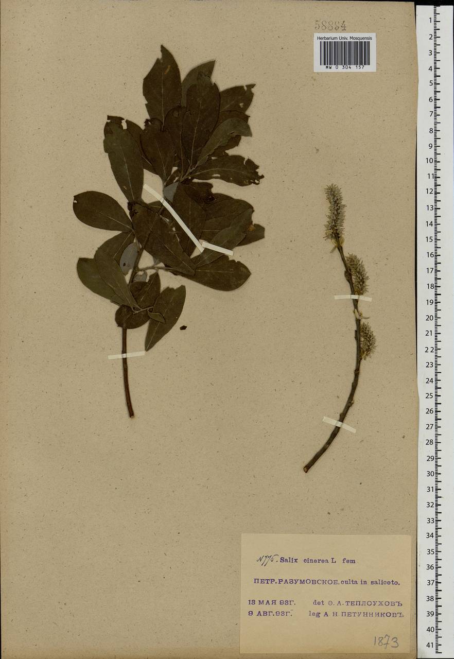 Salix cinerea L., Eastern Europe, Moscow region (E4a) (Russia)