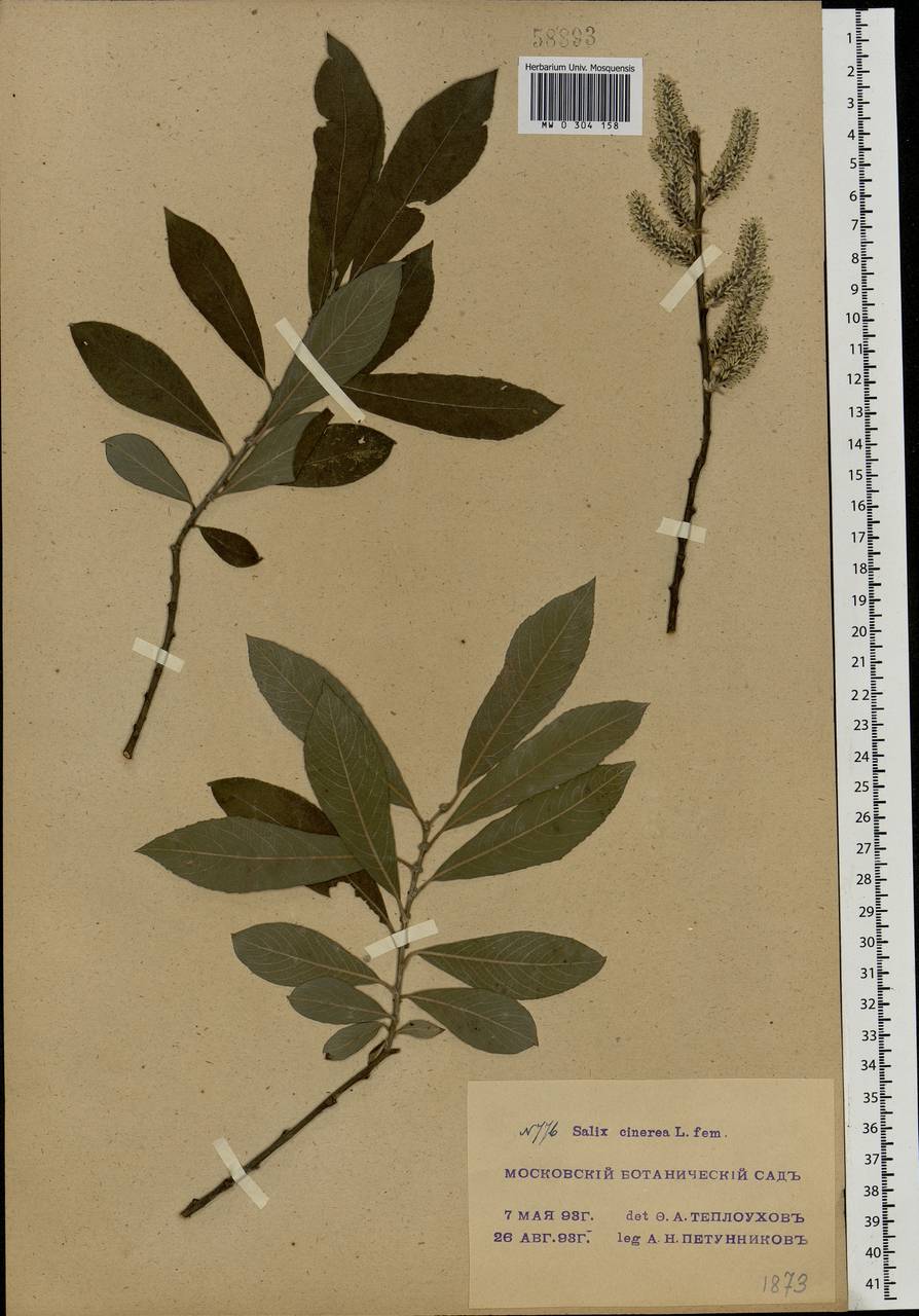 Salix cinerea L., Eastern Europe, Moscow region (E4a) (Russia)