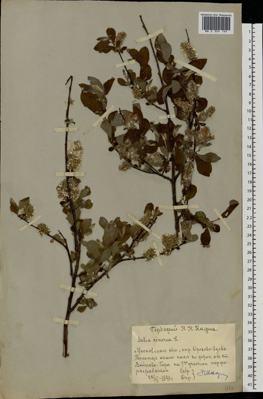 Salix cinerea L., Eastern Europe, Moscow region (E4a) (Russia)