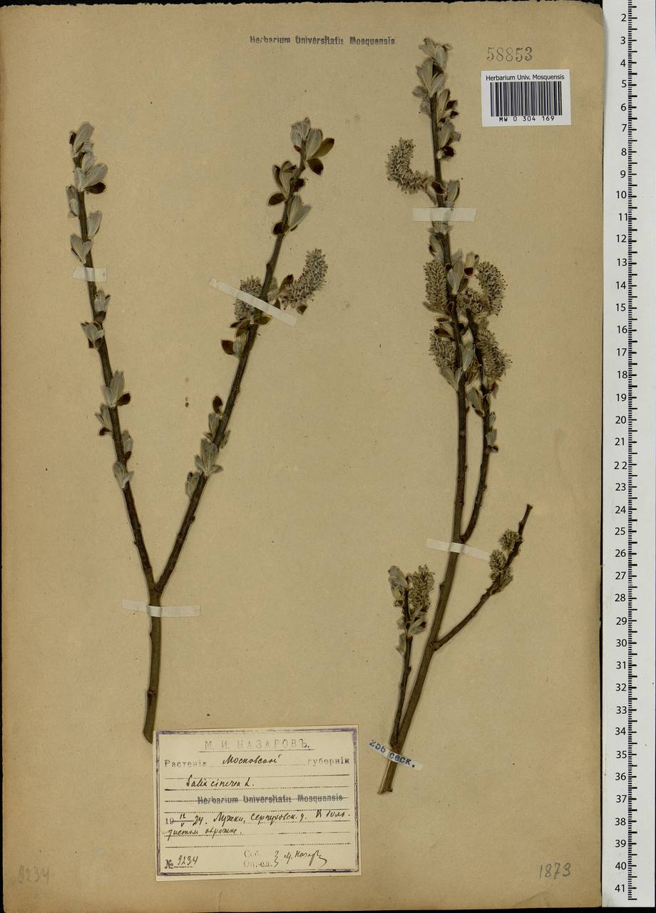 Salix cinerea L., Eastern Europe, Moscow region (E4a) (Russia)