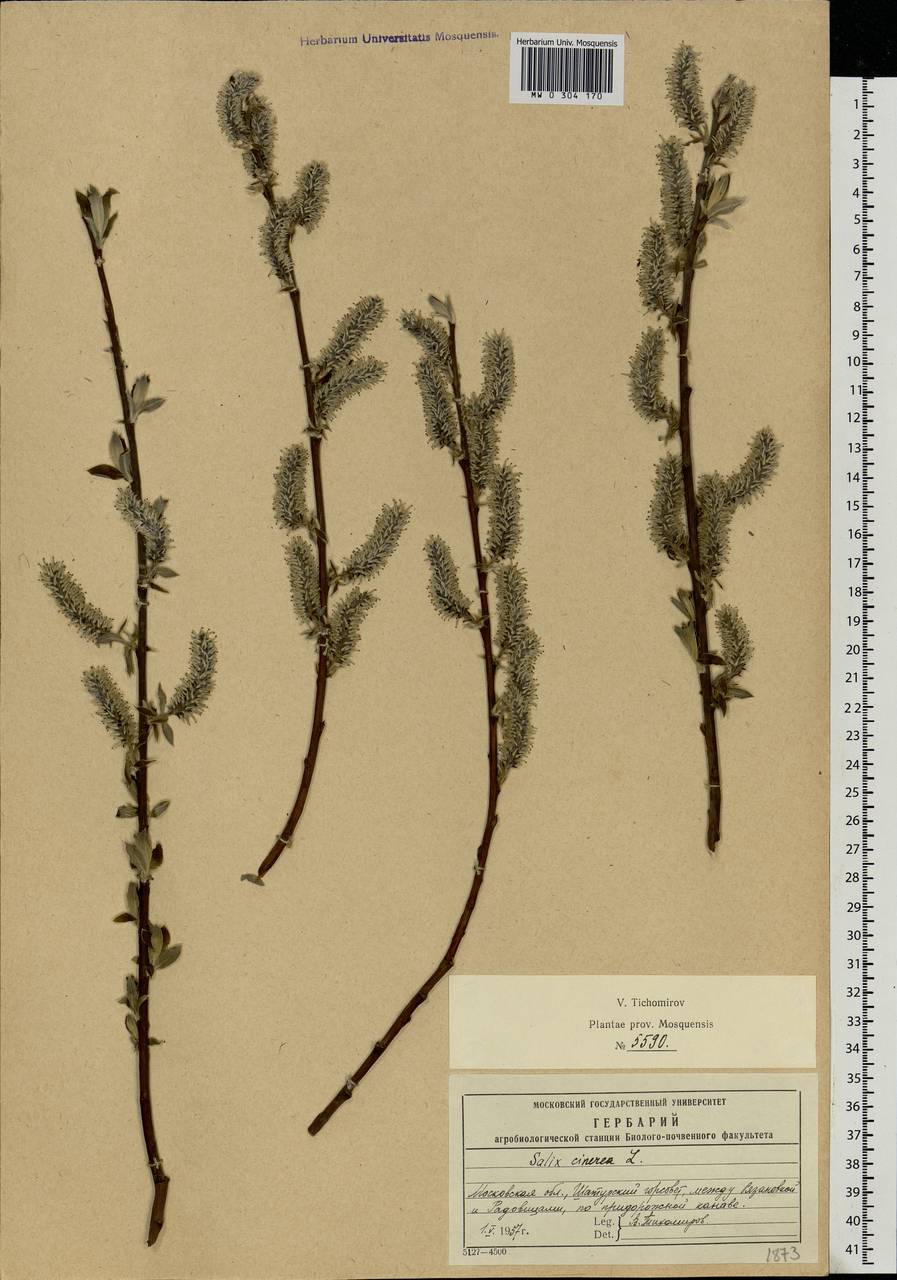 Salix cinerea L., Eastern Europe, Moscow region (E4a) (Russia)