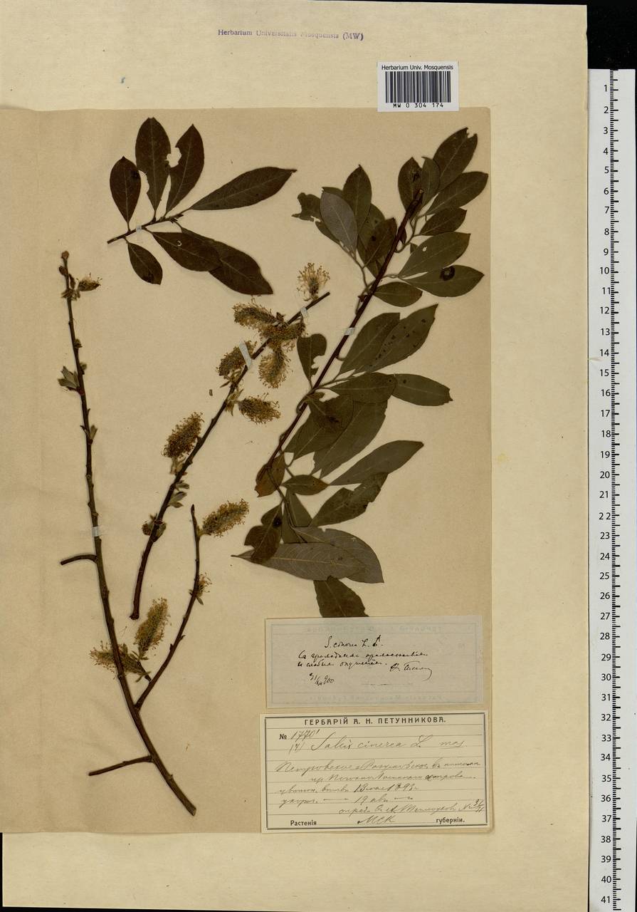 Salix cinerea L., Eastern Europe, Moscow region (E4a) (Russia)
