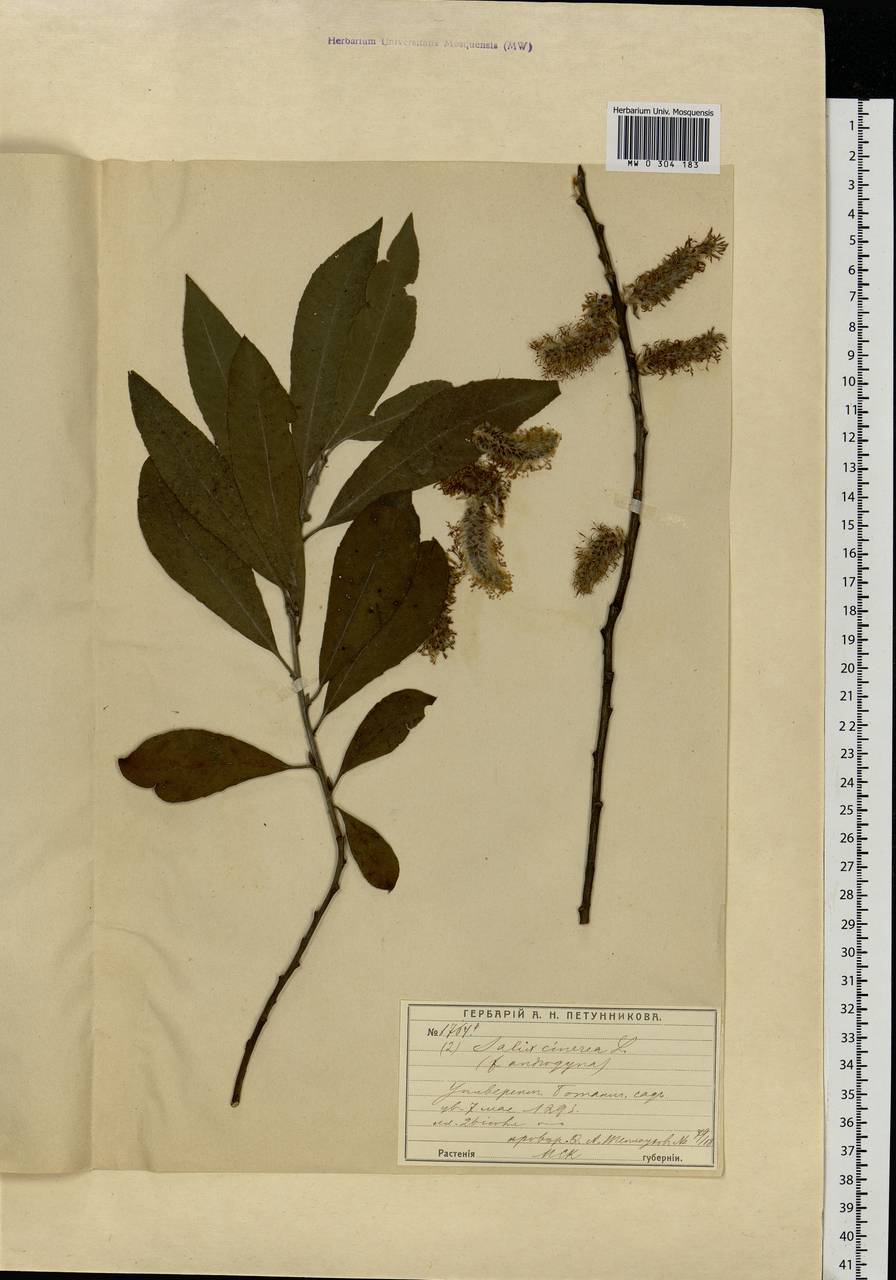 Salix cinerea L., Eastern Europe, Moscow region (E4a) (Russia)