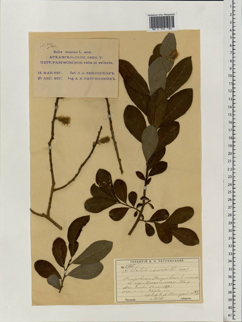 Salix cinerea L., Eastern Europe, Moscow region (E4a) (Russia)