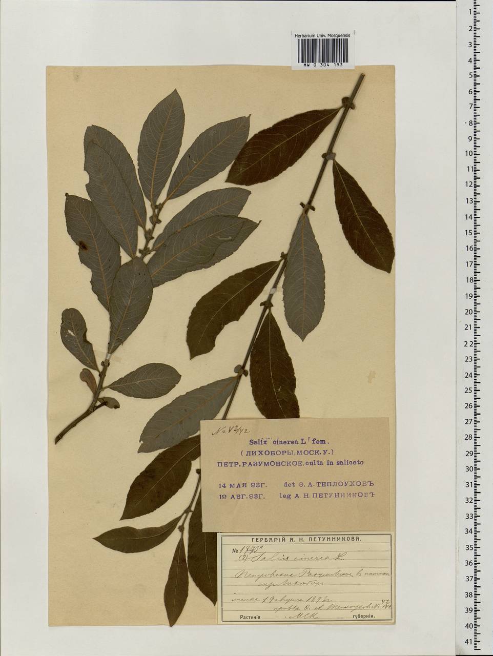 Salix cinerea L., Eastern Europe, Moscow region (E4a) (Russia)