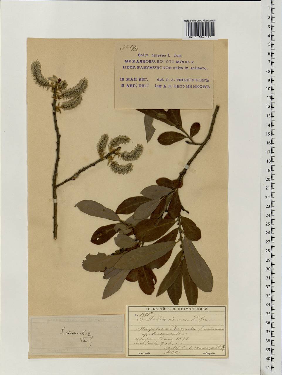 Salix cinerea L., Eastern Europe, Moscow region (E4a) (Russia)