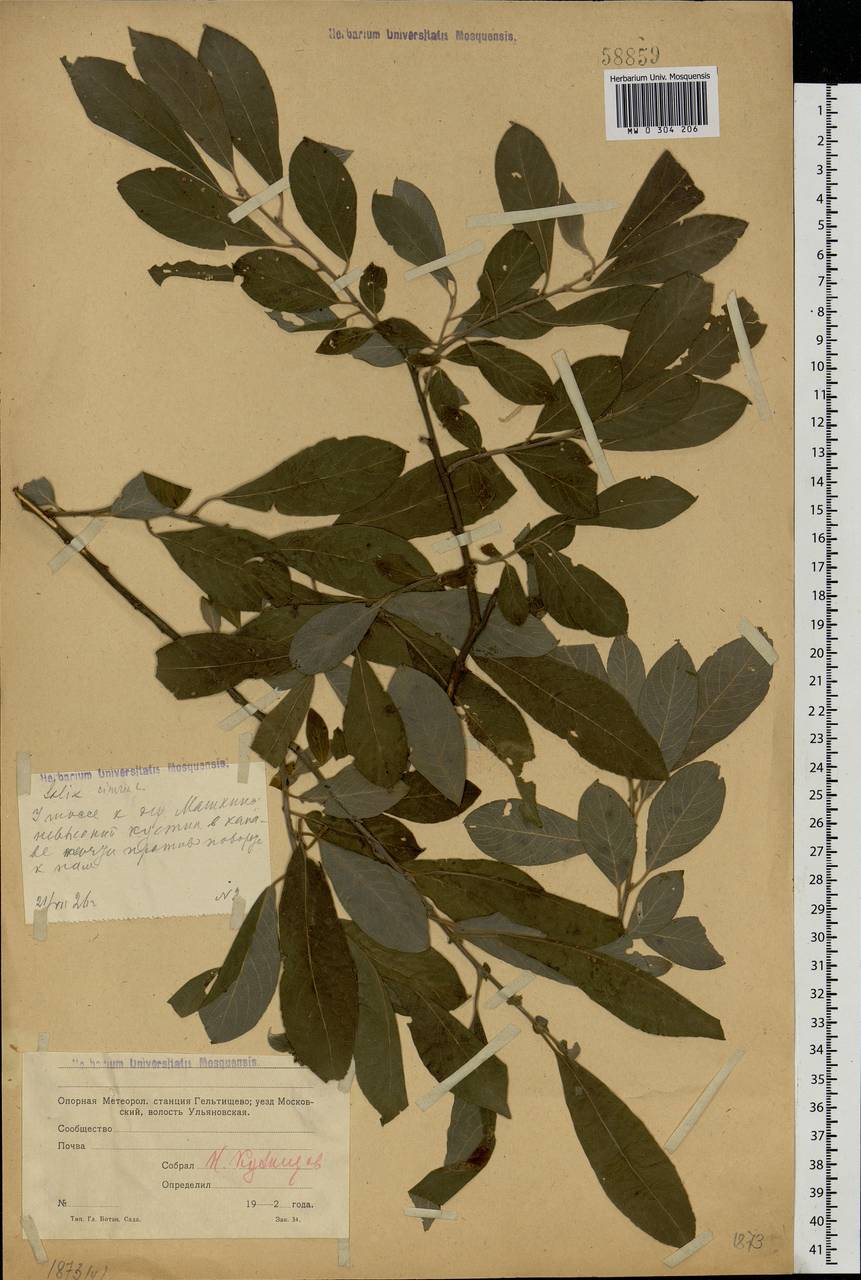 Salix cinerea L., Eastern Europe, Moscow region (E4a) (Russia)