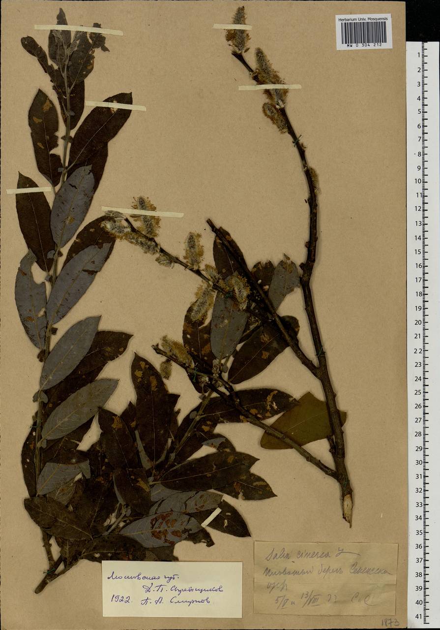 Salix cinerea L., Eastern Europe, Moscow region (E4a) (Russia)