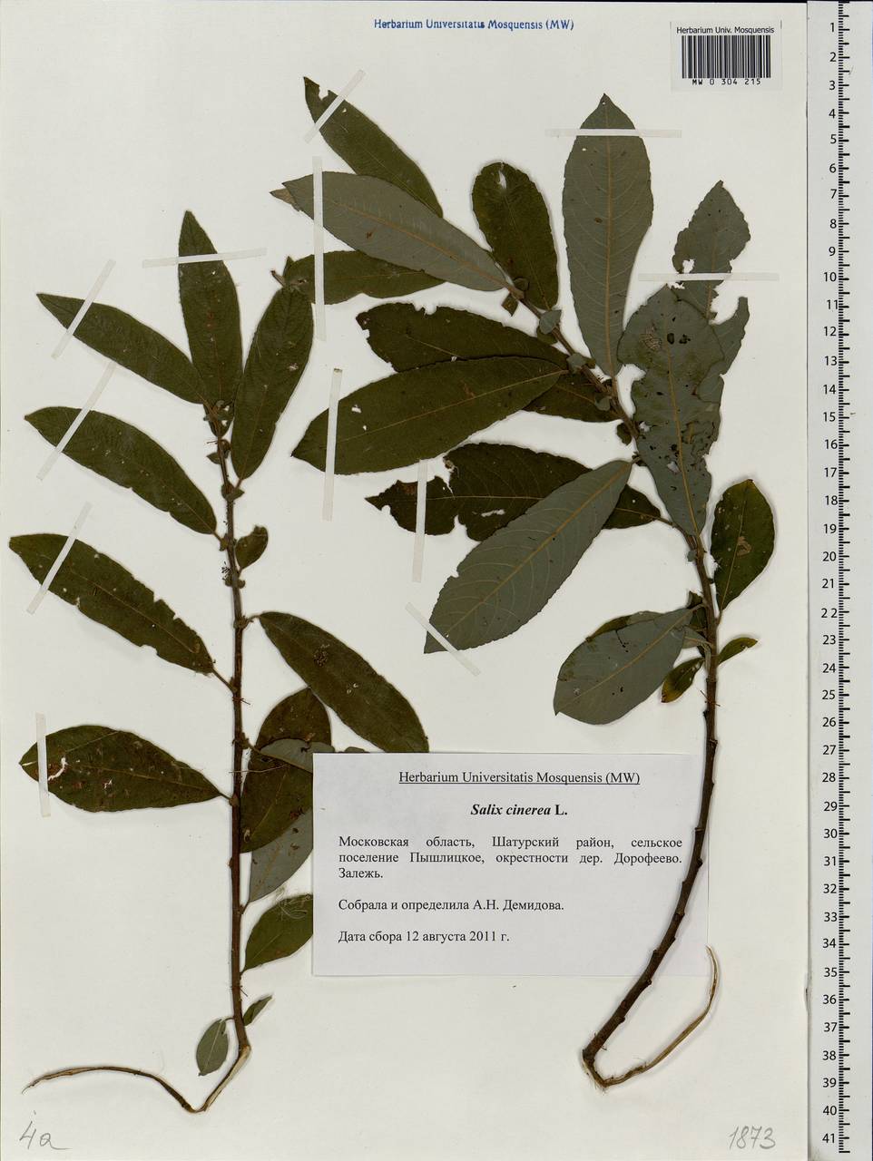 Salix cinerea L., Eastern Europe, Moscow region (E4a) (Russia)
