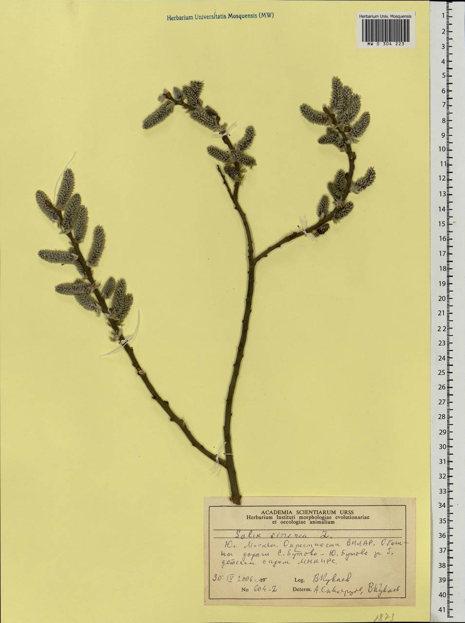 Salix cinerea L., Eastern Europe, Moscow region (E4a) (Russia)