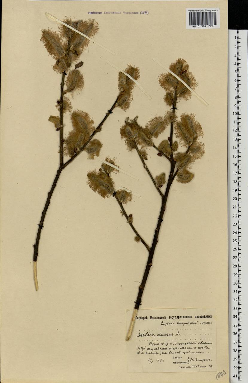 Salix cinerea L., Eastern Europe, Moscow region (E4a) (Russia)