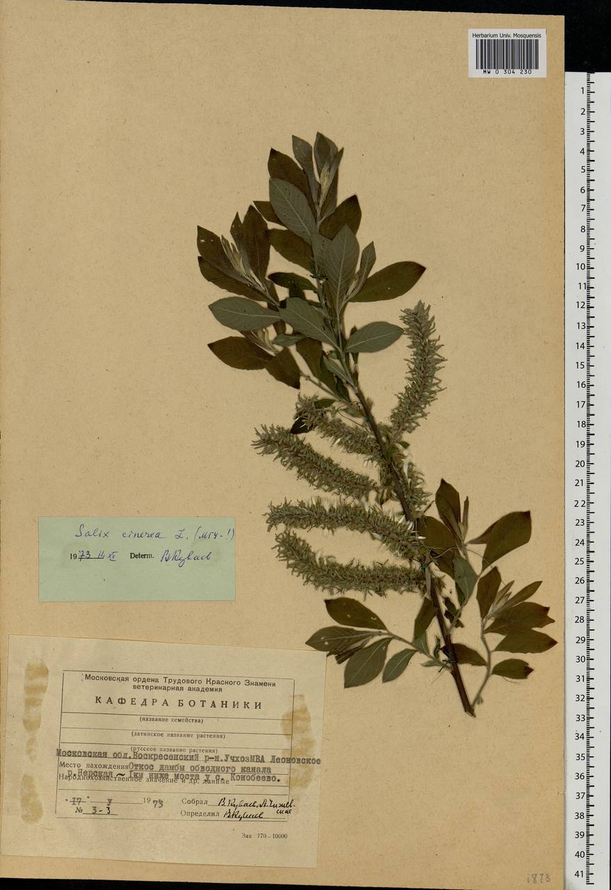 Salix cinerea L., Eastern Europe, Moscow region (E4a) (Russia)