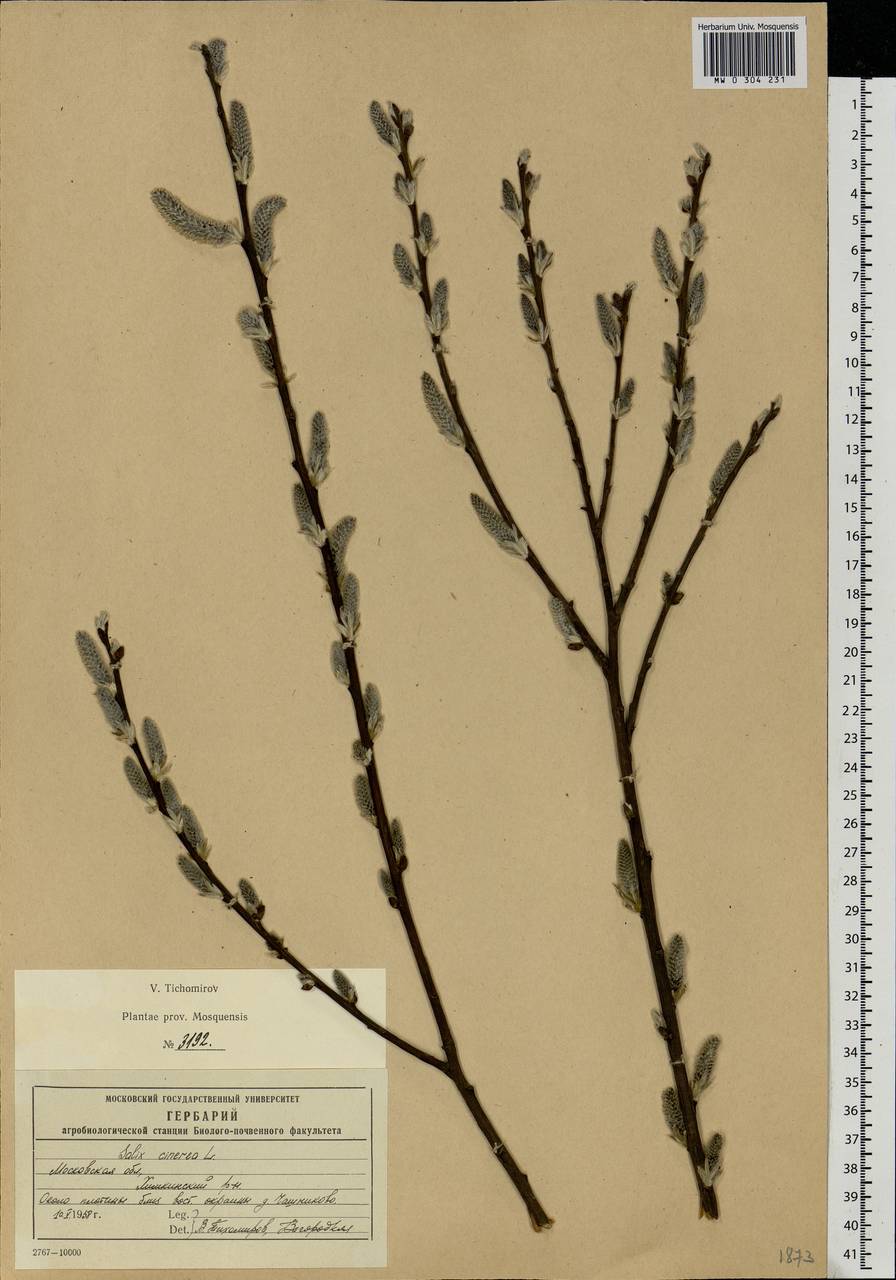 Salix cinerea L., Eastern Europe, Moscow region (E4a) (Russia)
