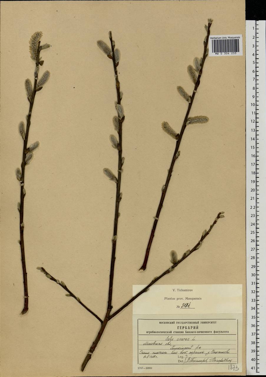 Salix cinerea L., Eastern Europe, Moscow region (E4a) (Russia)