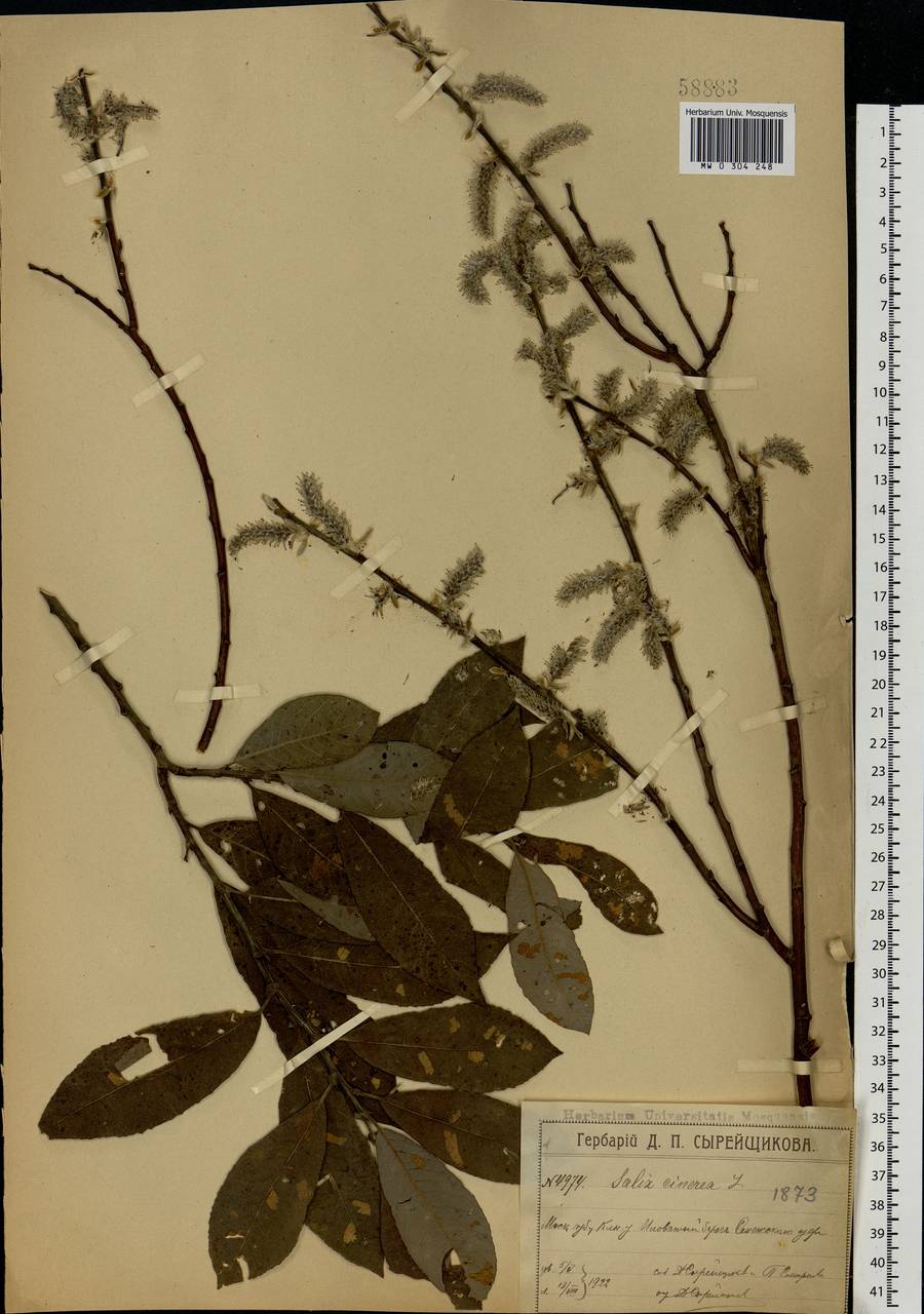 Salix cinerea L., Eastern Europe, Moscow region (E4a) (Russia)