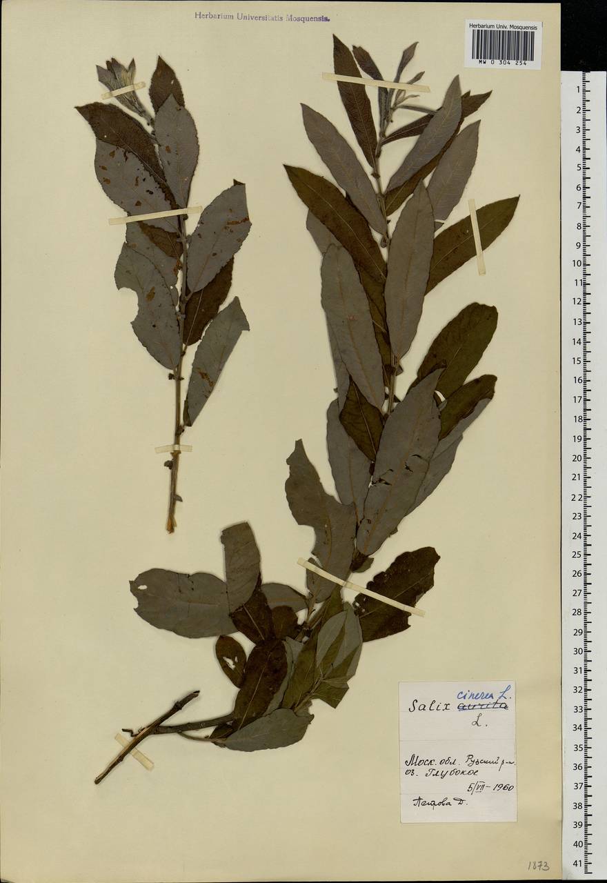 Salix cinerea L., Eastern Europe, Moscow region (E4a) (Russia)