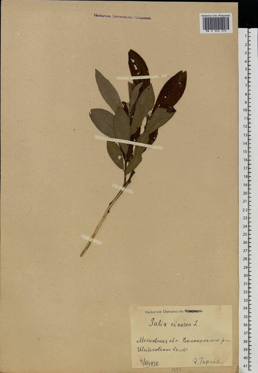 Salix cinerea L., Eastern Europe, Moscow region (E4a) (Russia)