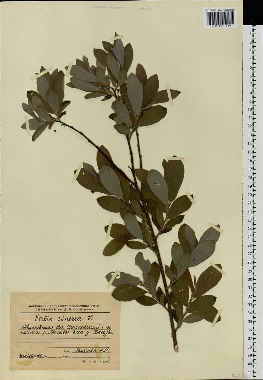 Salix cinerea L., Eastern Europe, Moscow region (E4a) (Russia)