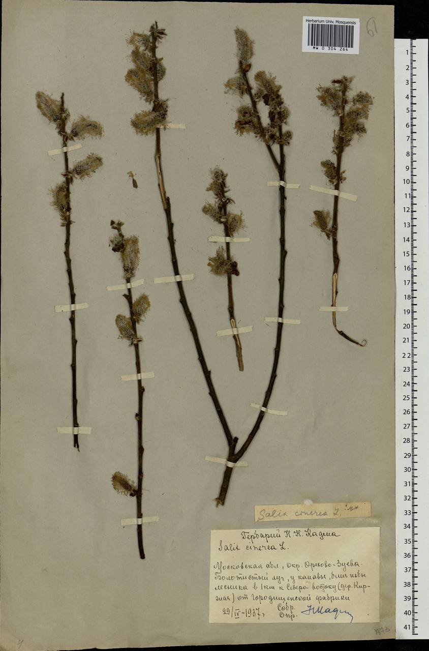 Salix cinerea L., Eastern Europe, Central region (E4) (Russia)