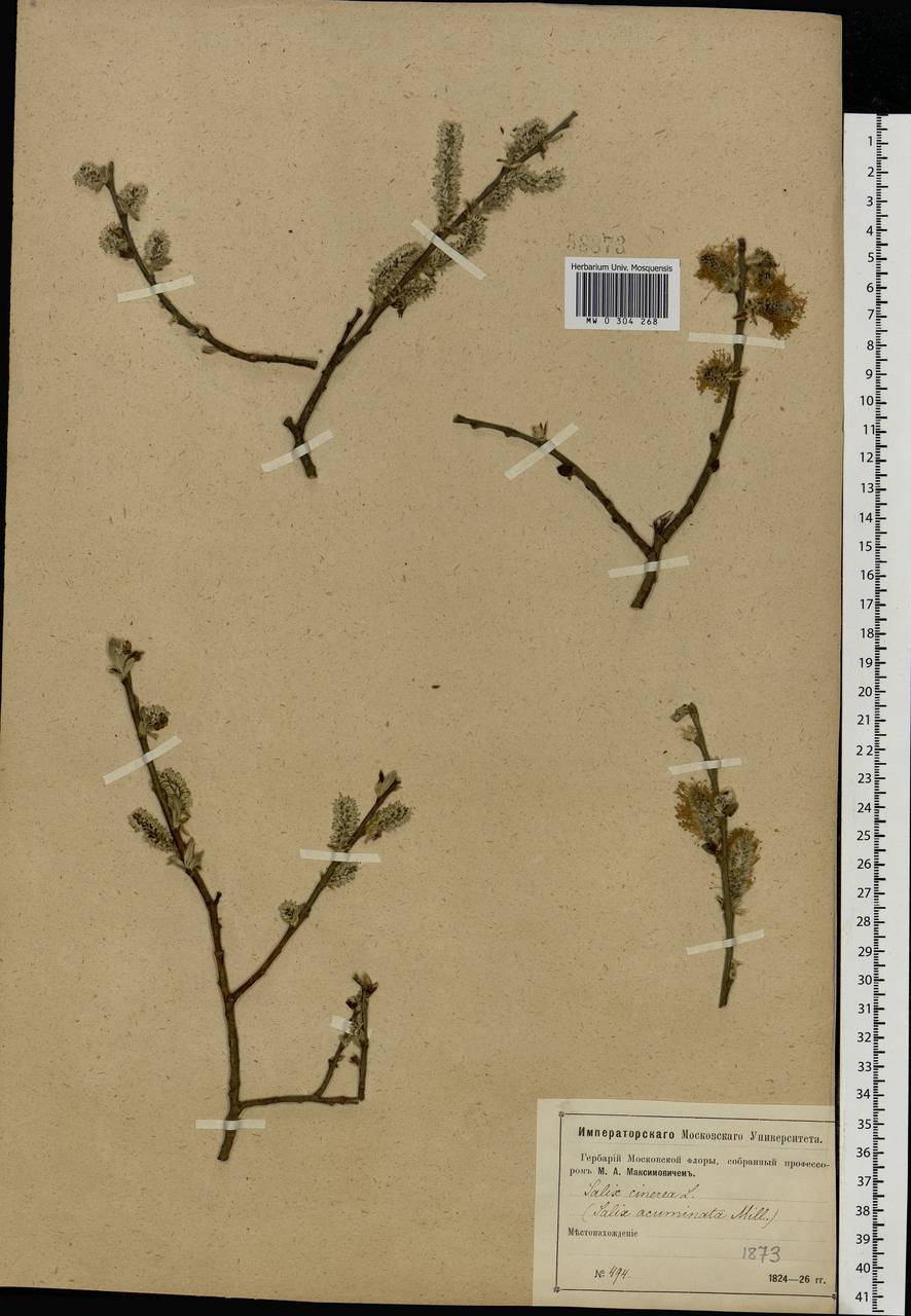 Salix cinerea L., Eastern Europe, Moscow region (E4a) (Russia)