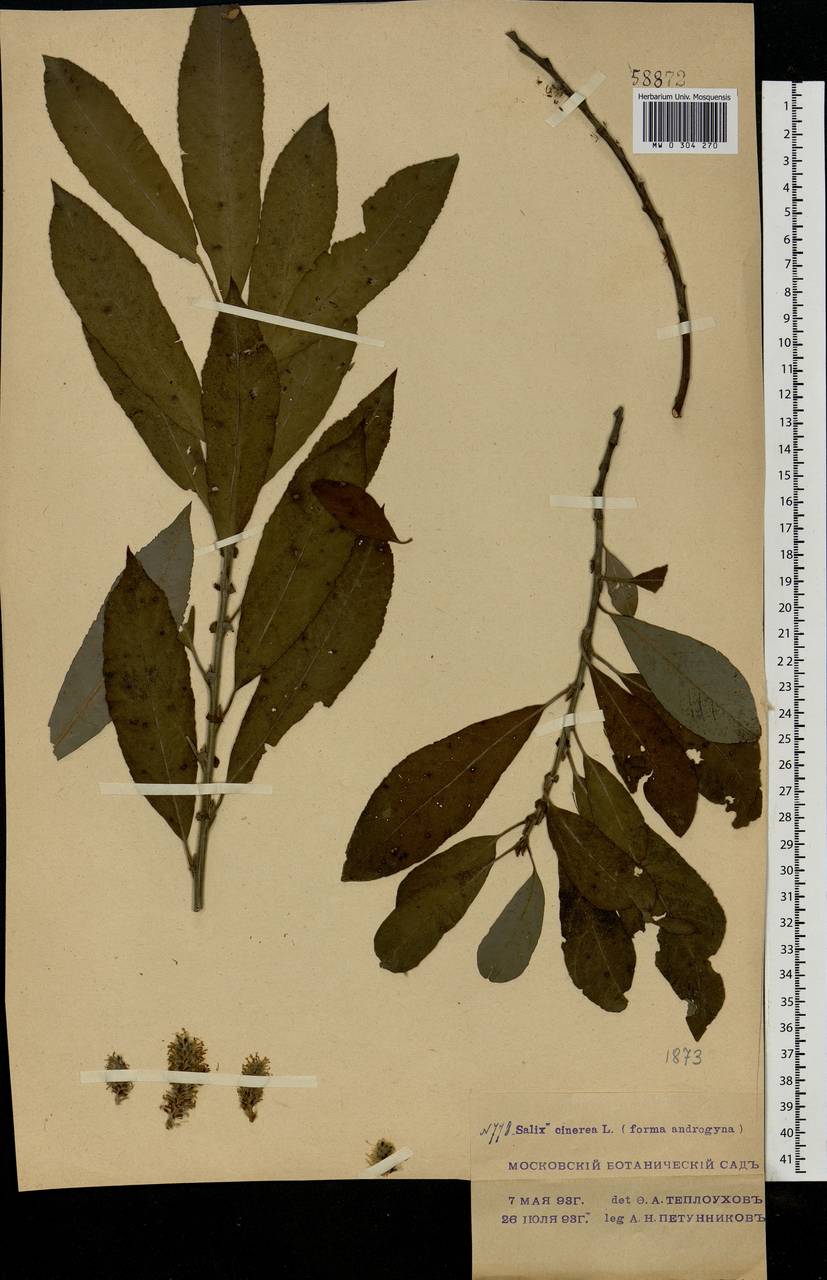 Salix cinerea L., Eastern Europe, Moscow region (E4a) (Russia)