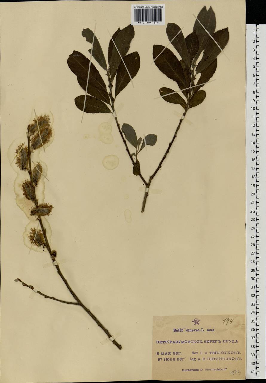 Salix cinerea L., Eastern Europe, Moscow region (E4a) (Russia)