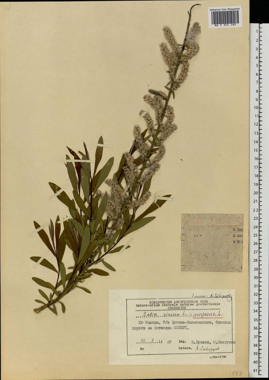Salix cinerea L., Eastern Europe, Moscow region (E4a) (Russia)