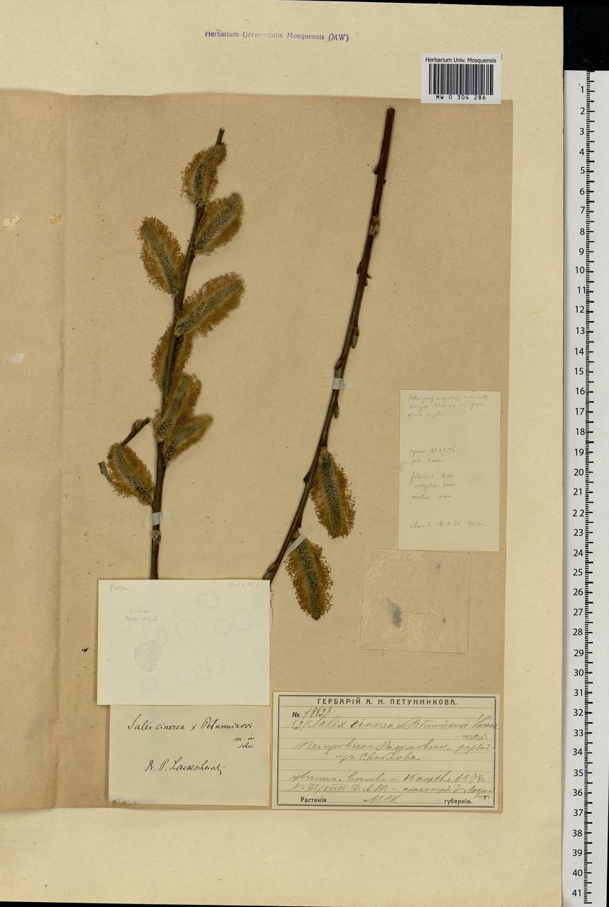 Salix cinerea L., Eastern Europe, Moscow region (E4a) (Russia)