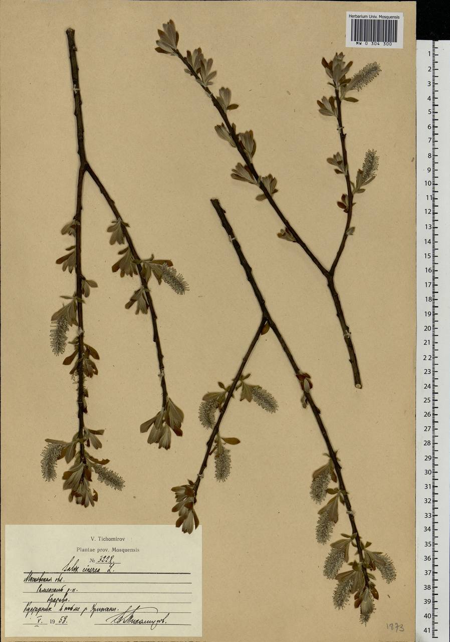 Salix cinerea L., Eastern Europe, Moscow region (E4a) (Russia)