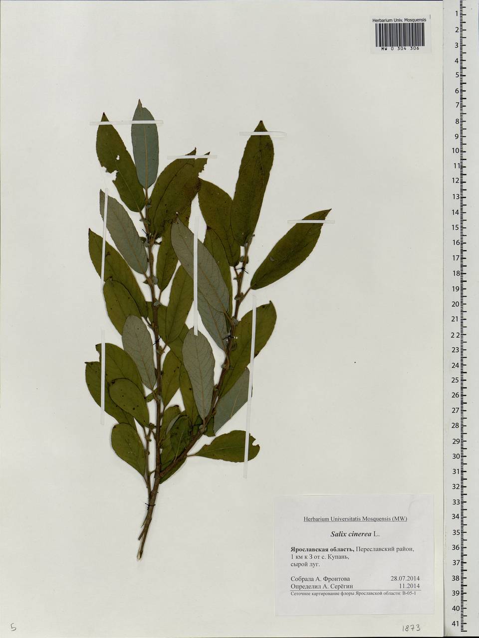 Salix cinerea L., Eastern Europe, Central forest region (E5) (Russia)