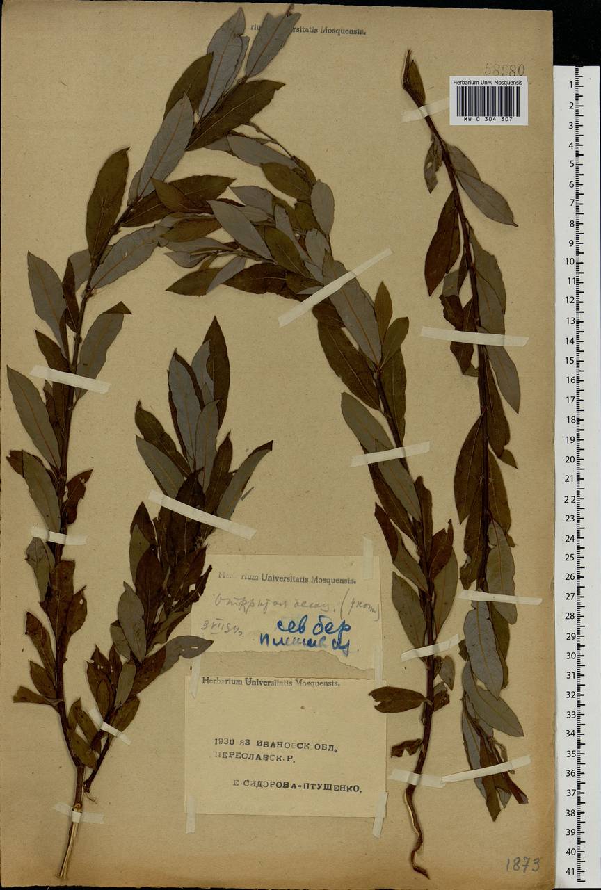 Salix cinerea L., Eastern Europe, Central forest region (E5) (Russia)