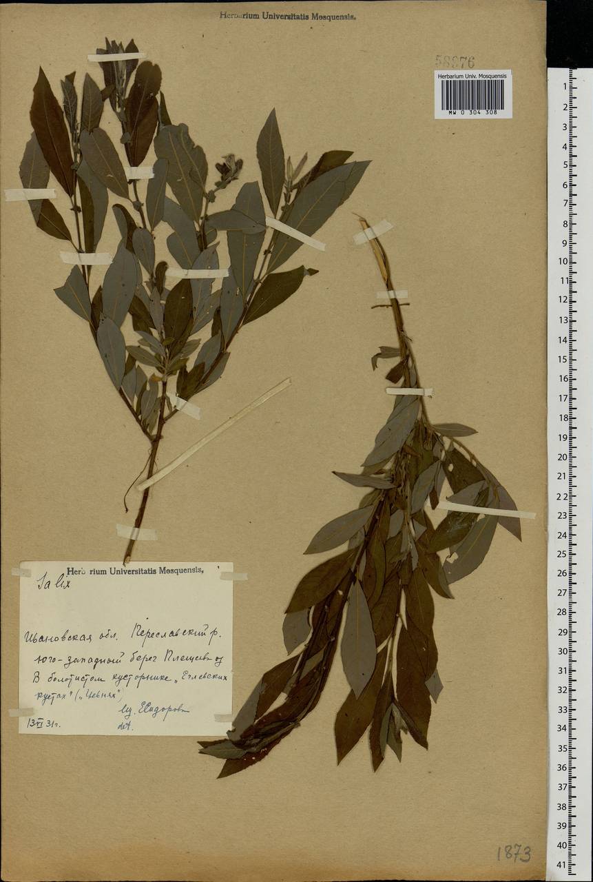 Salix cinerea L., Eastern Europe, Central forest region (E5) (Russia)