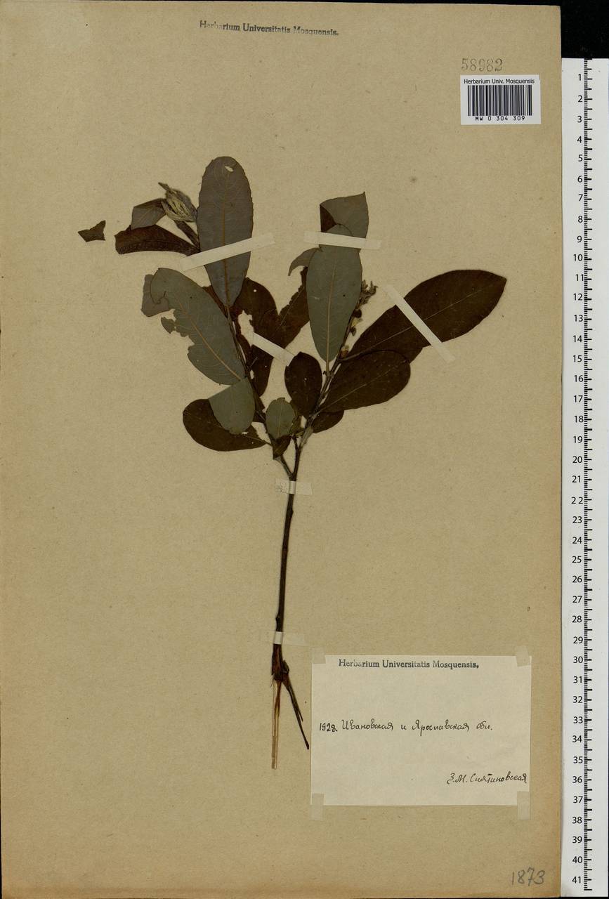 Salix cinerea L., Eastern Europe, Central forest region (E5) (Russia)