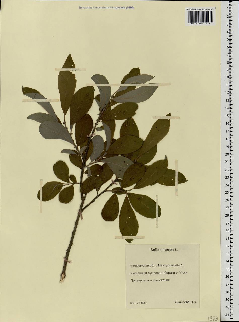 Salix cinerea L., Eastern Europe, Central forest region (E5) (Russia)