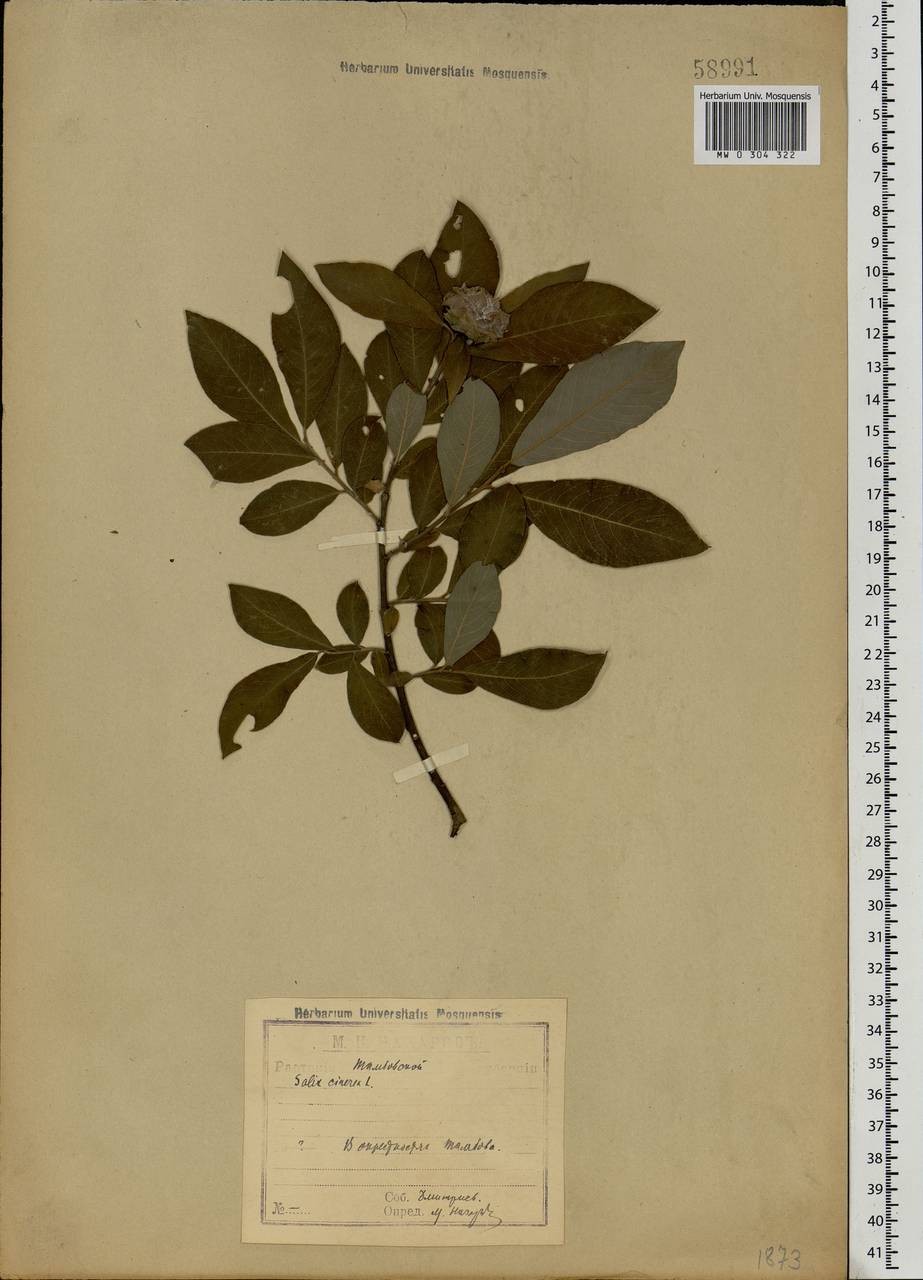 Salix cinerea L., Eastern Europe, Central forest-and-steppe region (E6) (Russia)