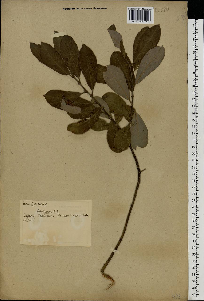 Salix cinerea L., Eastern Europe, Central forest-and-steppe region (E6) (Russia)