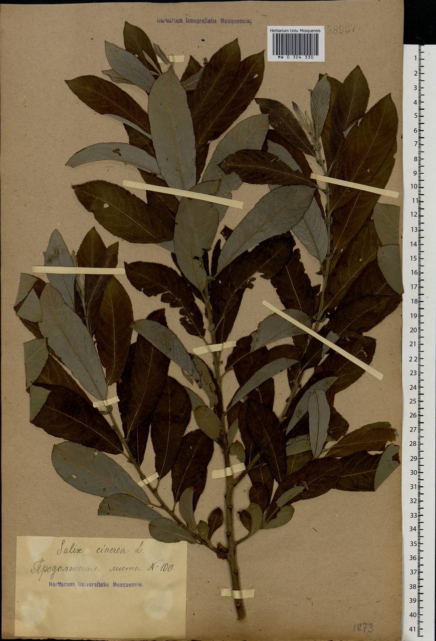 Salix cinerea L., Eastern Europe, Central forest-and-steppe region (E6) (Russia)