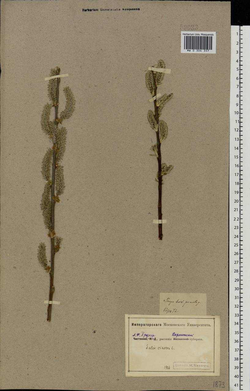 Salix cinerea L., Eastern Europe, Central forest-and-steppe region (E6) (Russia)