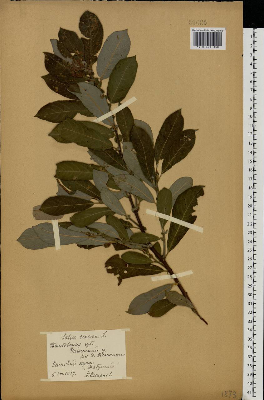 Salix cinerea L., Eastern Europe, Central forest-and-steppe region (E6) (Russia)