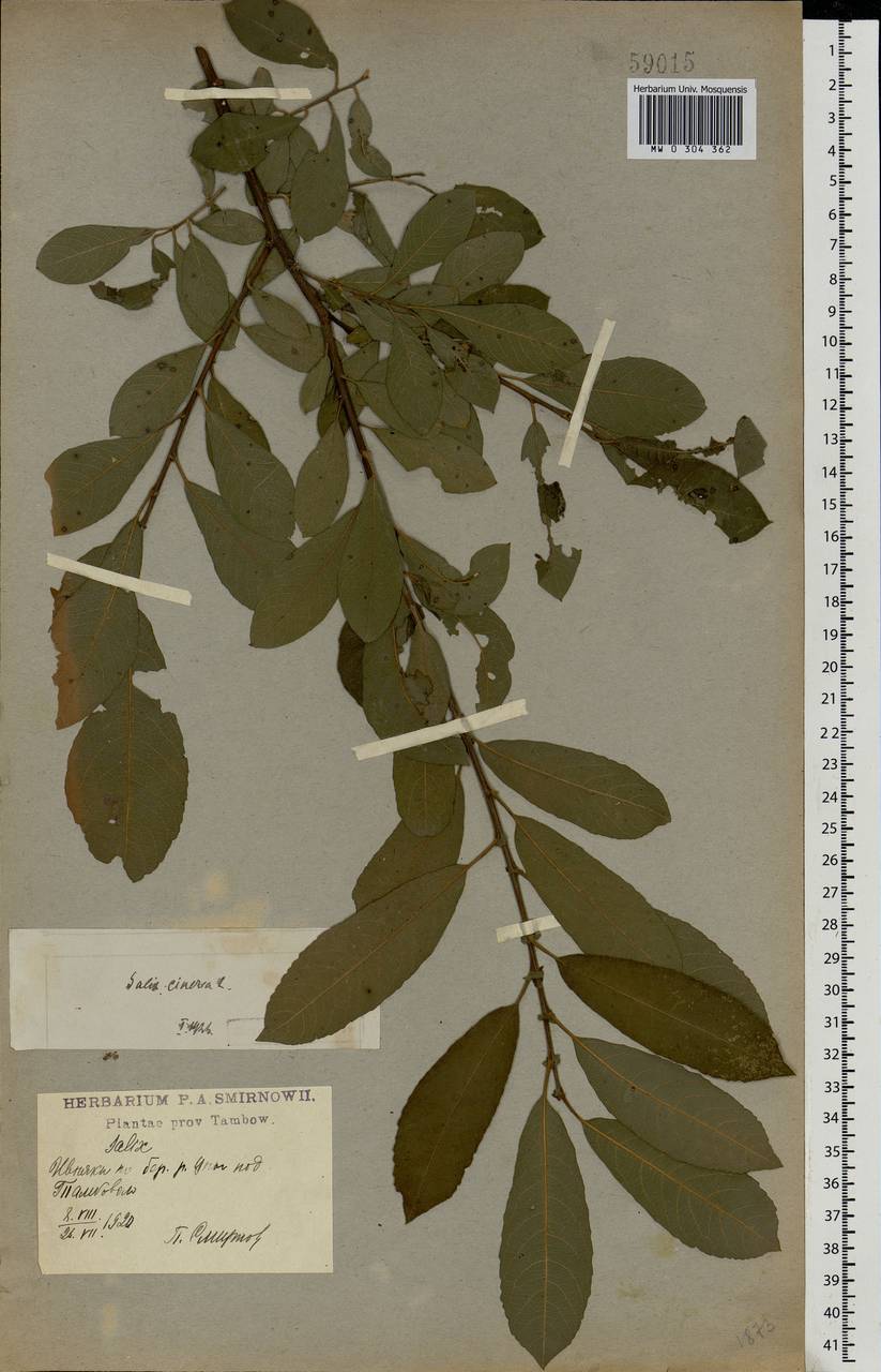 Salix cinerea L., Eastern Europe, Central forest-and-steppe region (E6) (Russia)