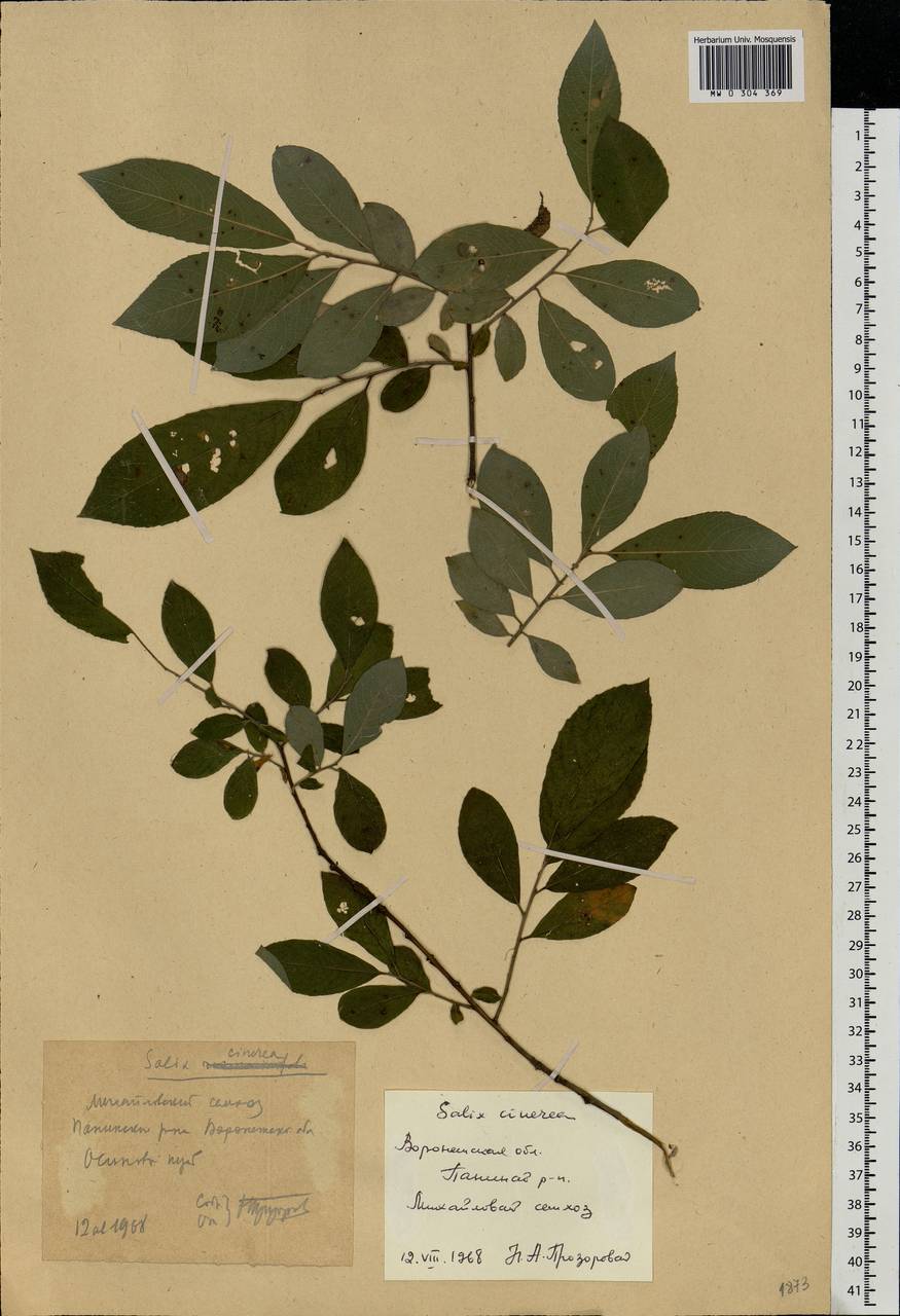 Salix cinerea L., Eastern Europe, Central forest-and-steppe region (E6) (Russia)