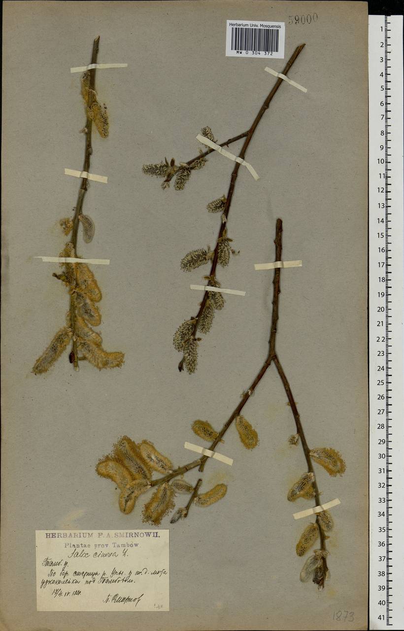 Salix cinerea L., Eastern Europe, Central forest-and-steppe region (E6) (Russia)