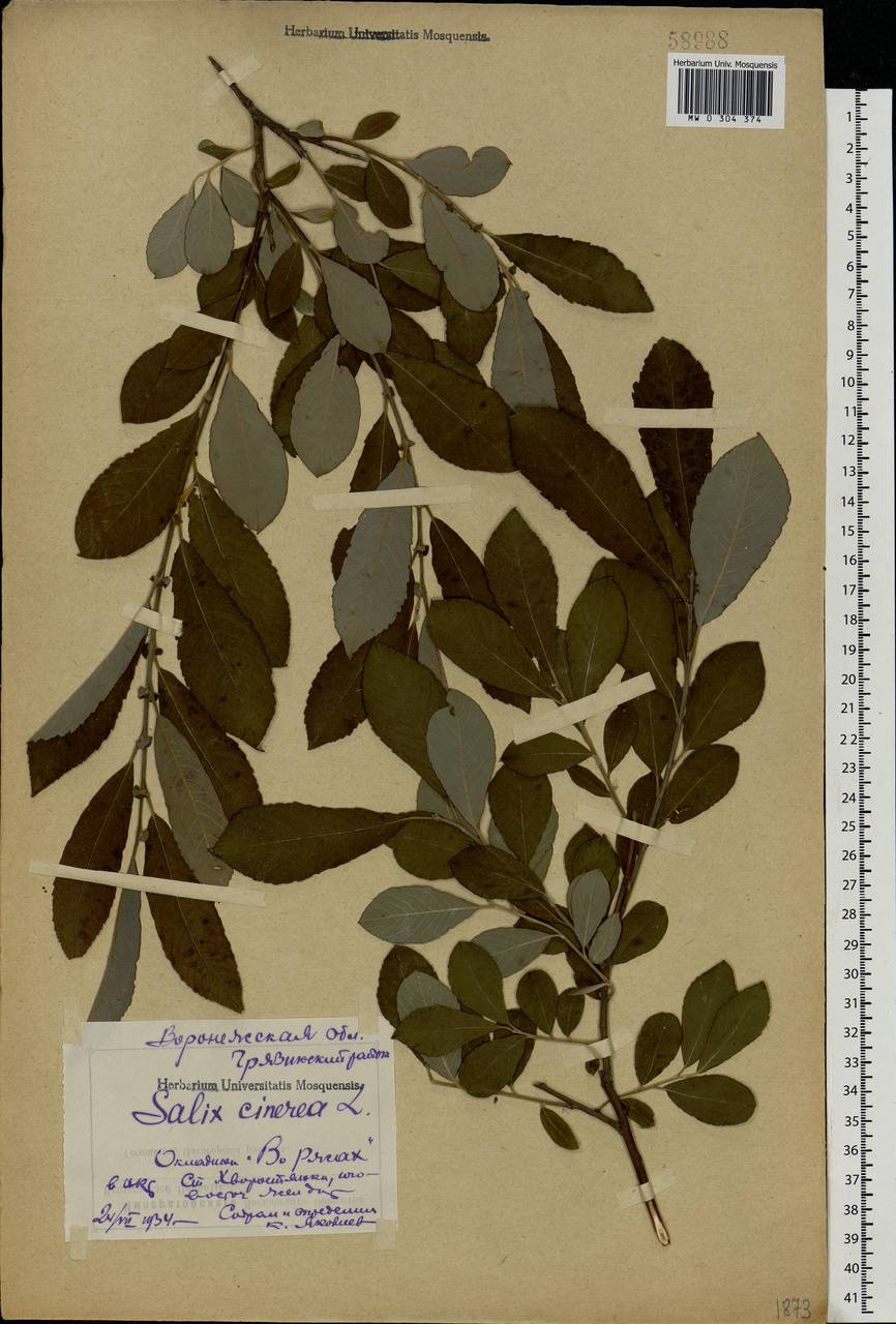 Salix cinerea L., Eastern Europe, Central forest-and-steppe region (E6) (Russia)