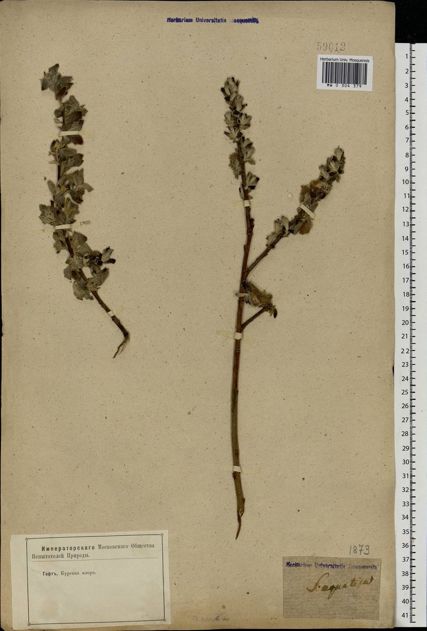 Salix cinerea L., Eastern Europe, Central forest-and-steppe region (E6) (Russia)