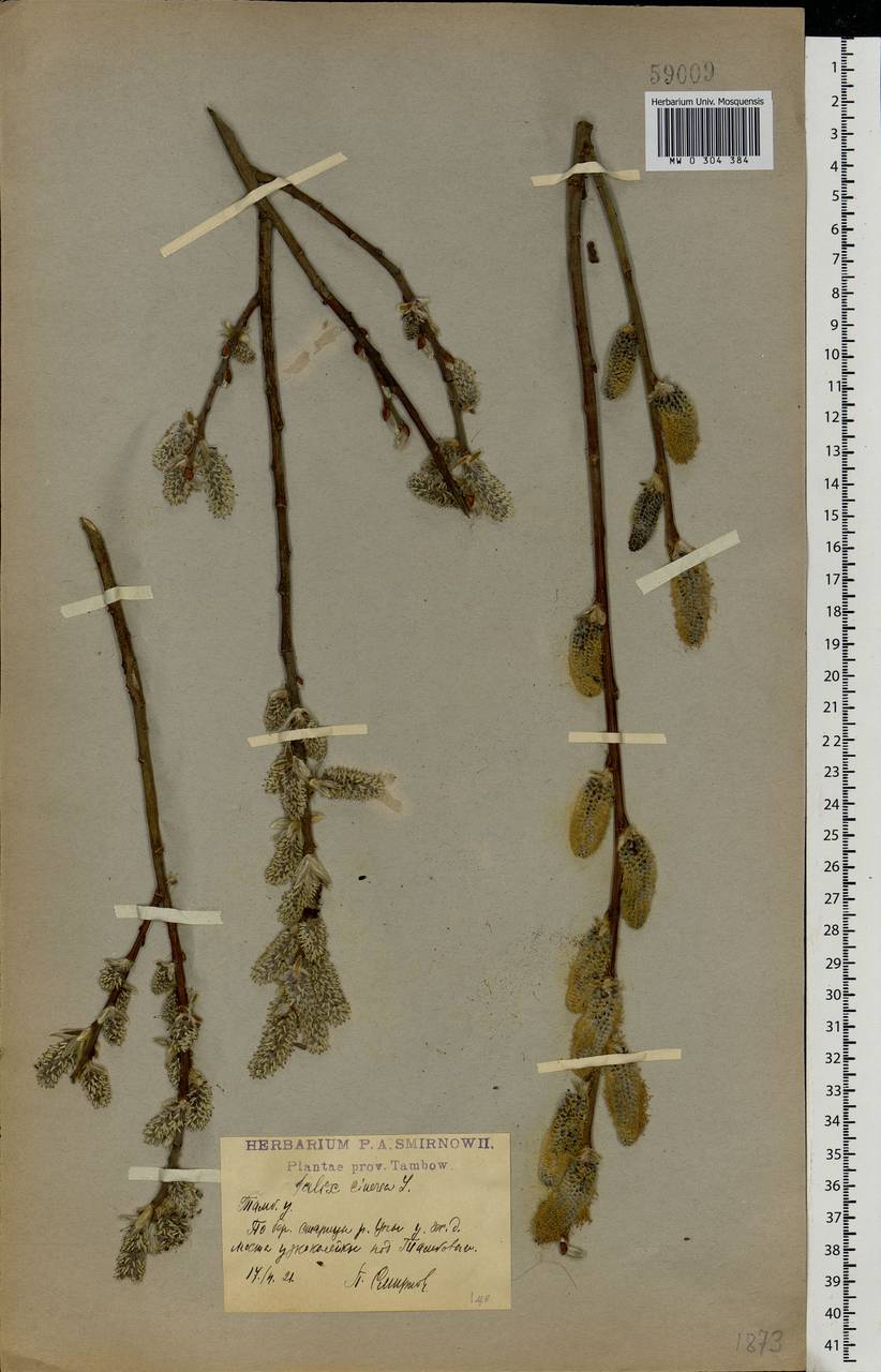 Salix cinerea L., Eastern Europe, Central forest-and-steppe region (E6) (Russia)