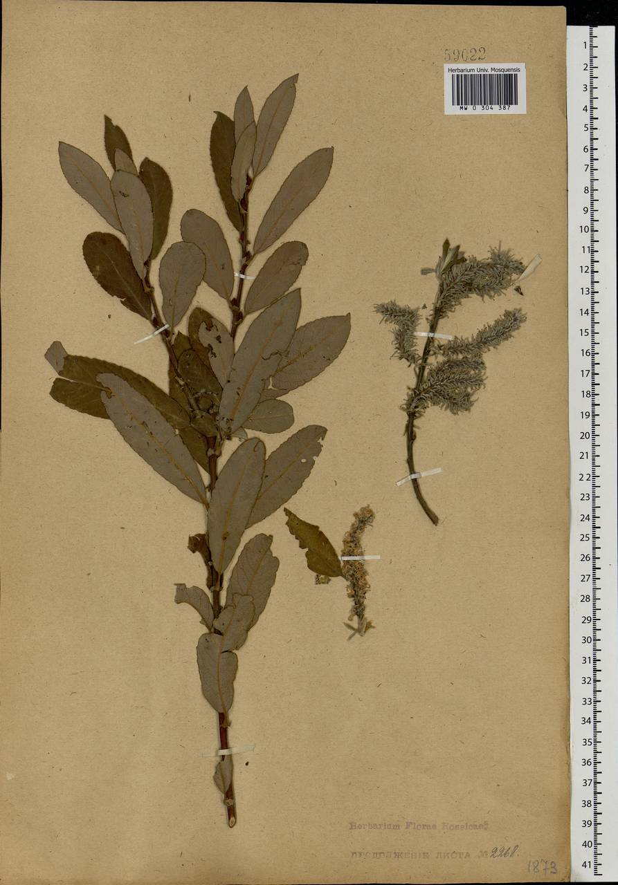 Salix cinerea L., Eastern Europe, Central forest-and-steppe region (E6) (Russia)