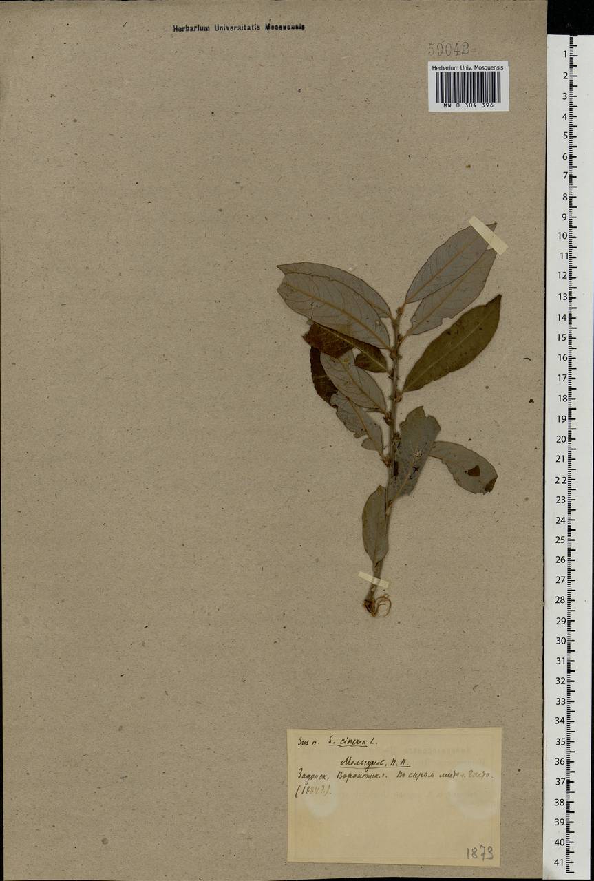 Salix cinerea L., Eastern Europe, Central forest-and-steppe region (E6) (Russia)