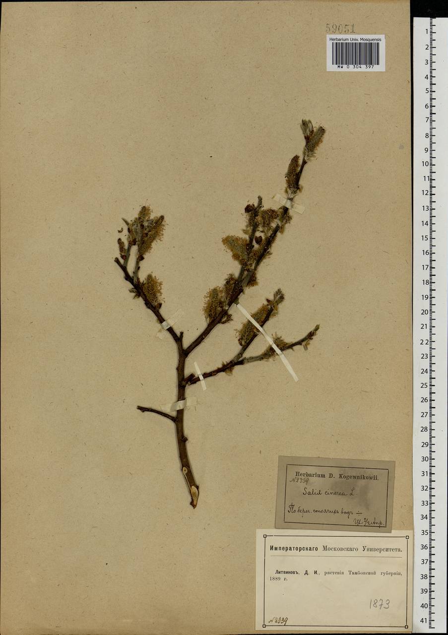 Salix cinerea L., Eastern Europe, Central forest-and-steppe region (E6) (Russia)