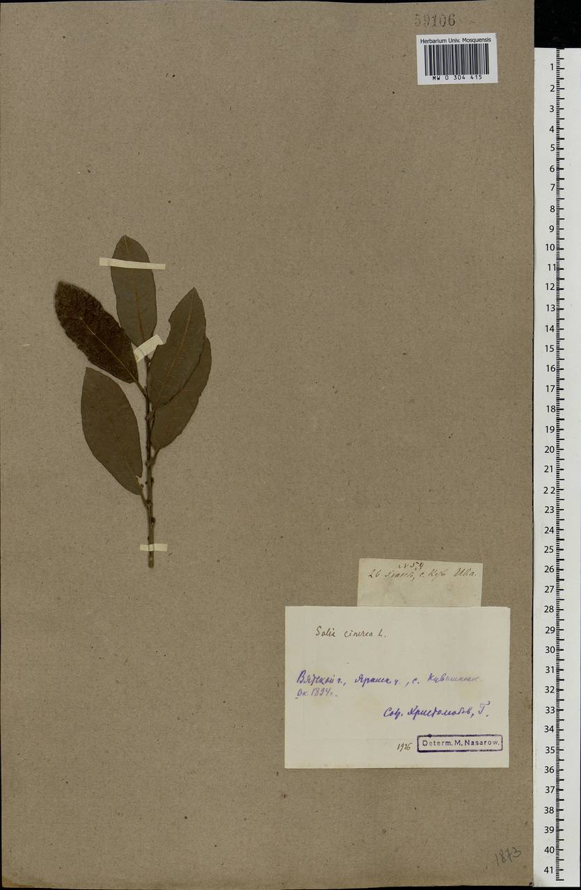 Salix cinerea L., Eastern Europe, Volga-Kama region (E7) (Russia)