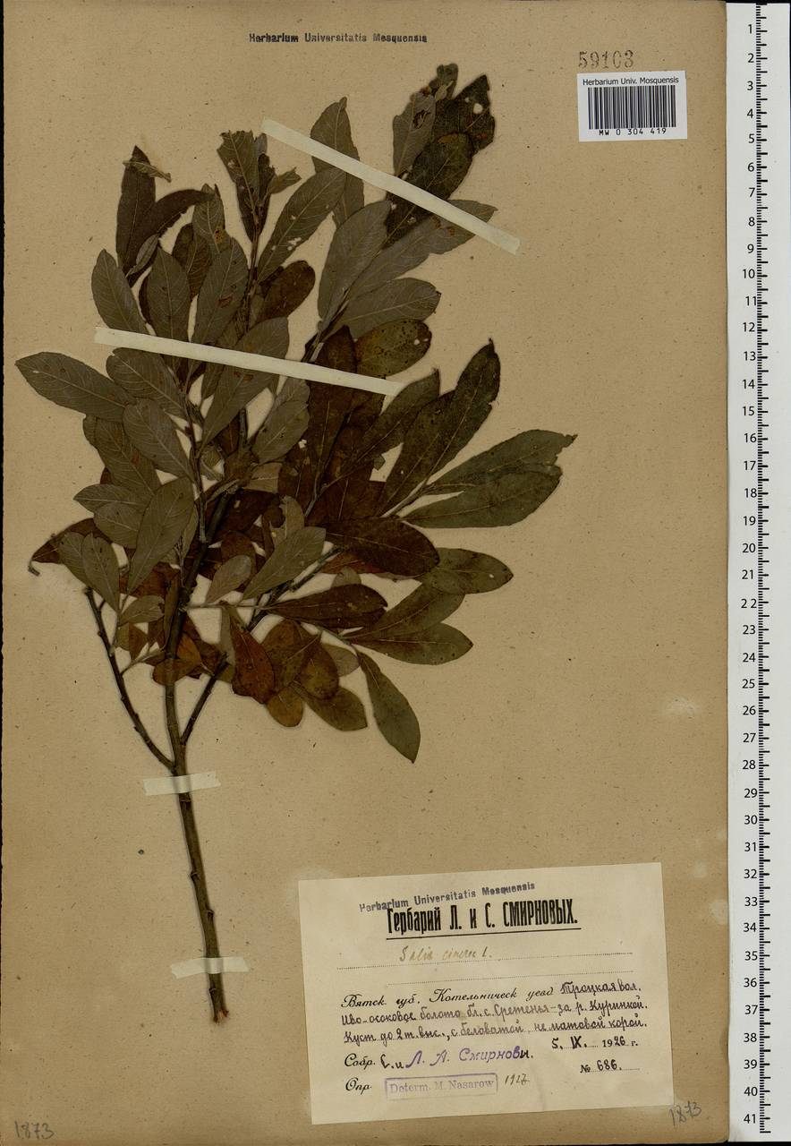 Salix cinerea L., Eastern Europe, Volga-Kama region (E7) (Russia)